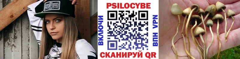 где продают наркотики  Новопавловск  Галлюциногенные грибы Psilocybe 